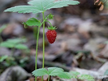 Fruit